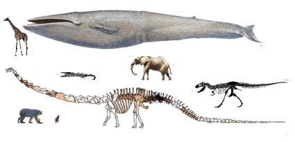 皮膚病の主な病因生物の種類と大きさ比較